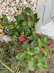 Mirabilis