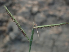 Paspalum orbiculare