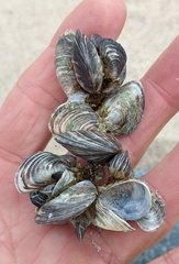 Dreissena bugensis