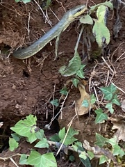 Zamenis longissimus