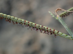 Paspalum orbiculare