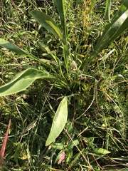 Eryngium yuccifolium