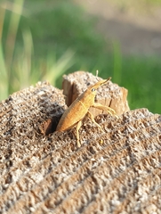 Lixus punctiventris