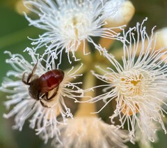 Parasphecodes