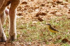 Motacilla flava flava