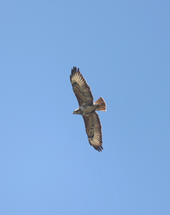 Buteo trizonatus