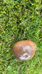 Suillus luteus