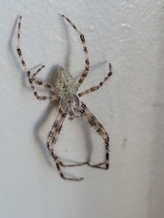 Araneus cavaticus