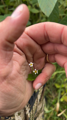 Galinsoga quadriradiata