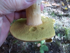 Boletus chippewaensis