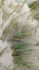 Ammophila breviligulata
