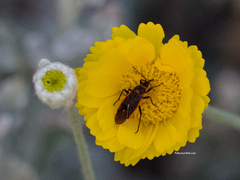 Melacoryphus lateralis