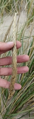 Ammophila breviligulata
