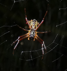 Micrathena fissispina