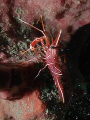 Rhynchocinetes durbanensis