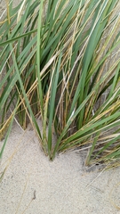 Ammophila breviligulata