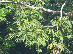 Sapindus mukorossi