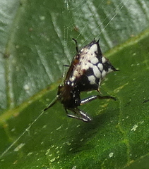 Micrathena picta