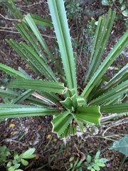 Pandanus odorifer