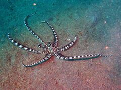 Thaumoctopus mimicus