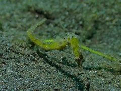 Syngnathidae