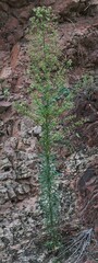 Erigeron canadensis