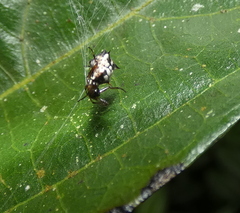 Micrathena picta