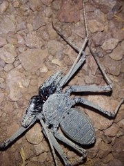 Phrynus operculatus
