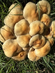 Hypholoma fasciculare