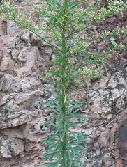 Erigeron canadensis