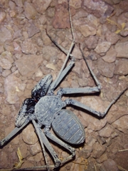 Phrynus operculatus