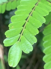 Rourea asplenifolia