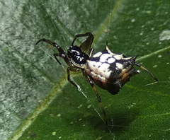 Micrathena picta