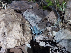 Phrynus operculatus
