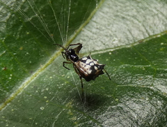 Micrathena picta