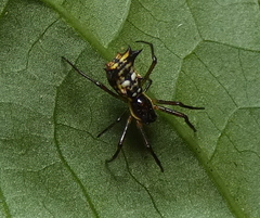 Micrathena fissispina