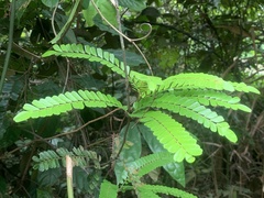 Rourea asplenifolia