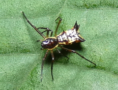 Micrathena fissispina