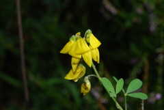 Cytisus nigricans