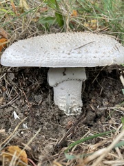 Amanita excelsa