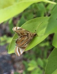 Acentropinae