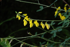 Cytisus nigricans