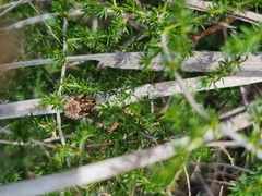 Carpocoris mediterraneus atlanticus