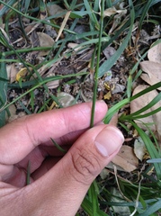 Elymus
