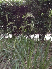 Elymus