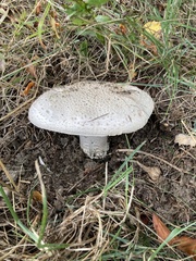 Amanita excelsa