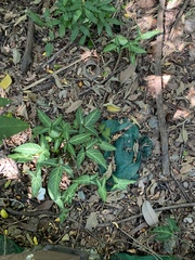 Syngonium