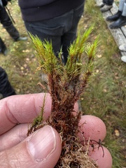 Campylopus flexuosus