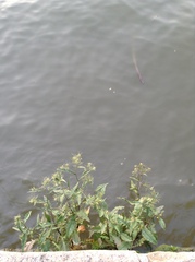 Rorippa indica