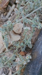 Heliotropium supinum